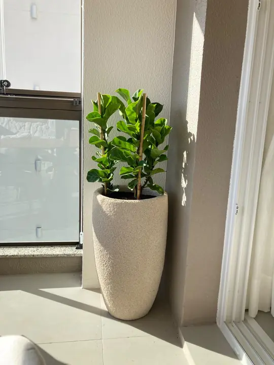Planta de folhas verdes em vaso alto junto a uma janela iluminada