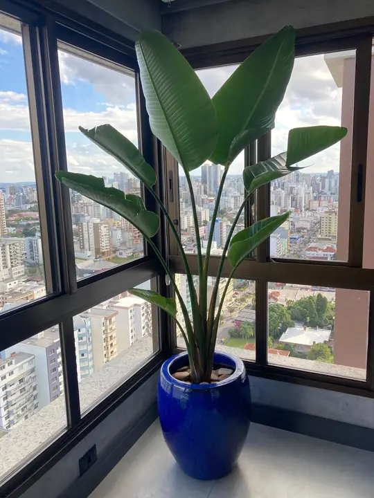 Planta tropical em vaso azul posicionada diante de uma janela panorâmica