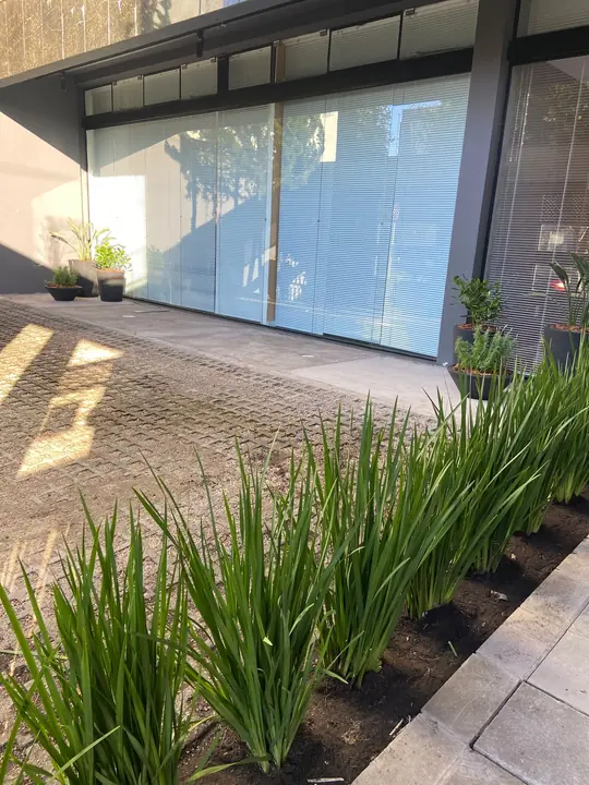 Maciço de folhagens lineares plantado junto a uma fachada de vidro