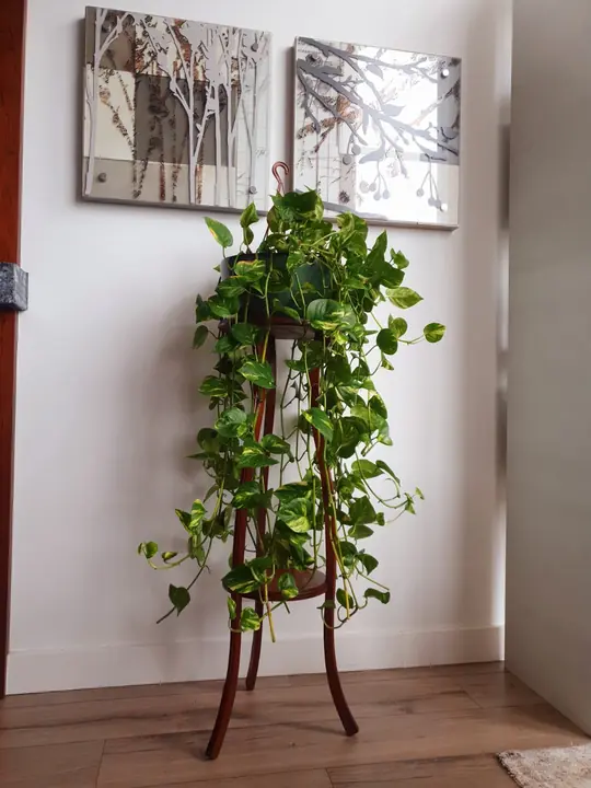 Jiboia pendente apoiada em suporte de madeira diante de uma parede clara