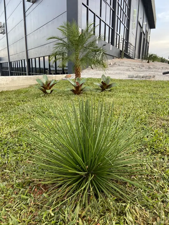 Jardim externo finalizado com palmeiras, gramado e maciços de folhagens